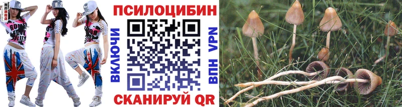 Псилоцибиновые грибы Psilocybine cubensis  Мариинск 